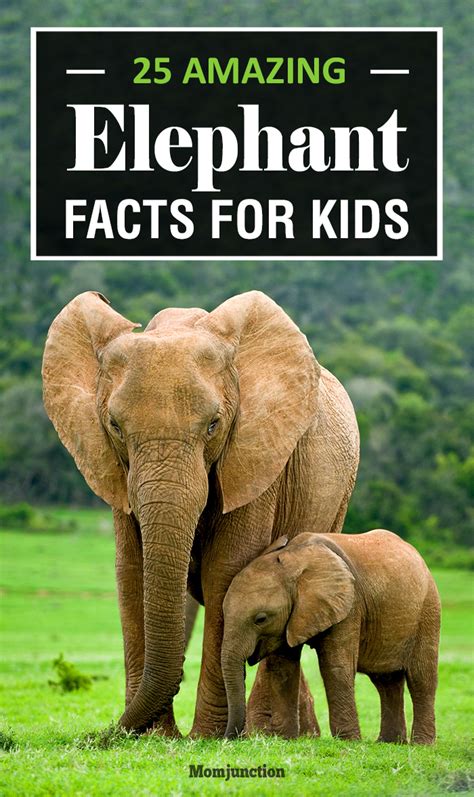 大象鼻子的功能|象生活 Facts about Elephants